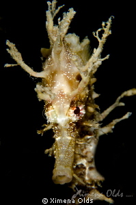 Baby Seahorse Portrait
 by Ximena Olds 